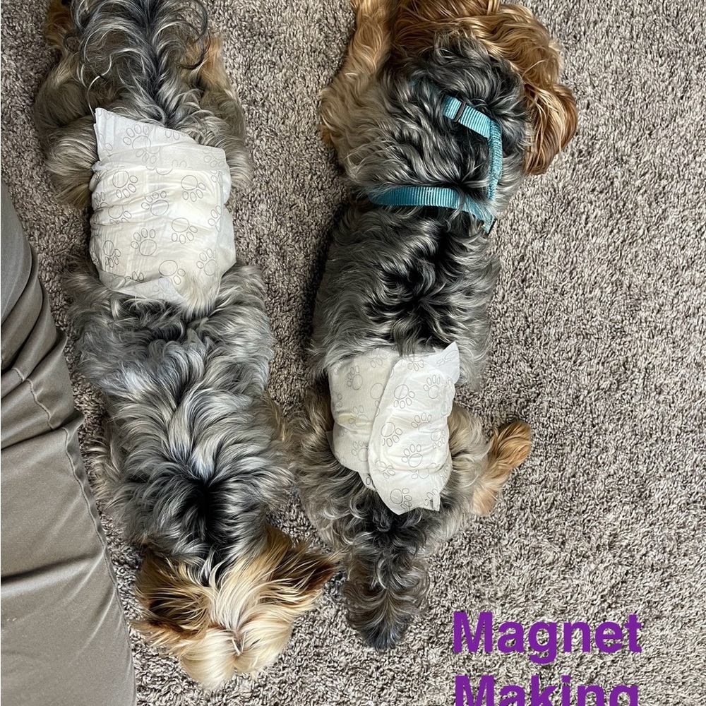 Dog Photo Magnets Set - Picture 10 of 11